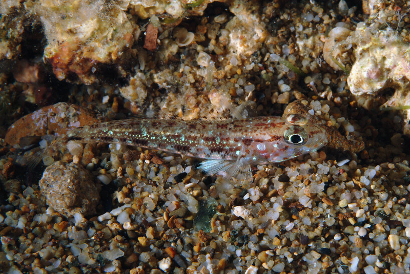 Buenia affinis e juvenile Gobius geniporus